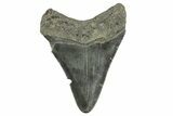 Fossil Megalodon Tooth - South Carolina #365779-1